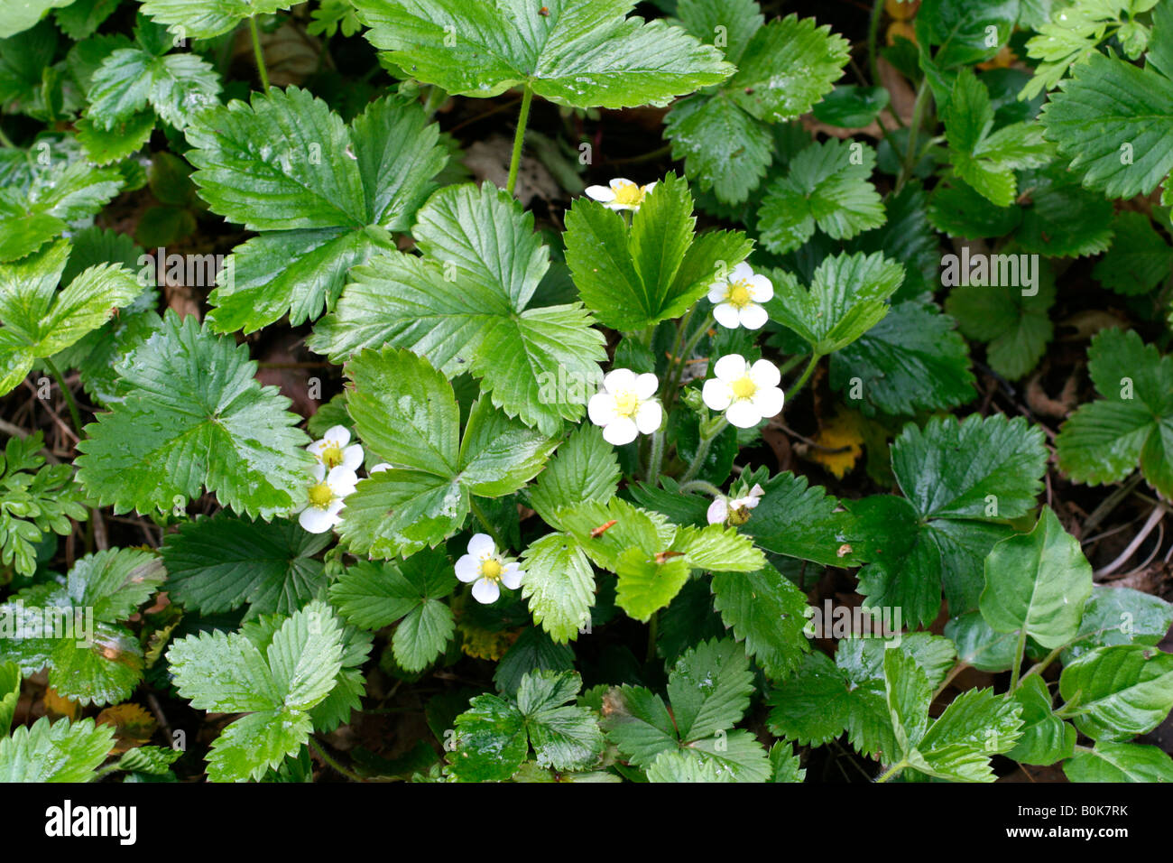 FRAGARIA VESCA THE WILD STRAWBERRY Stock Photo - Alamy