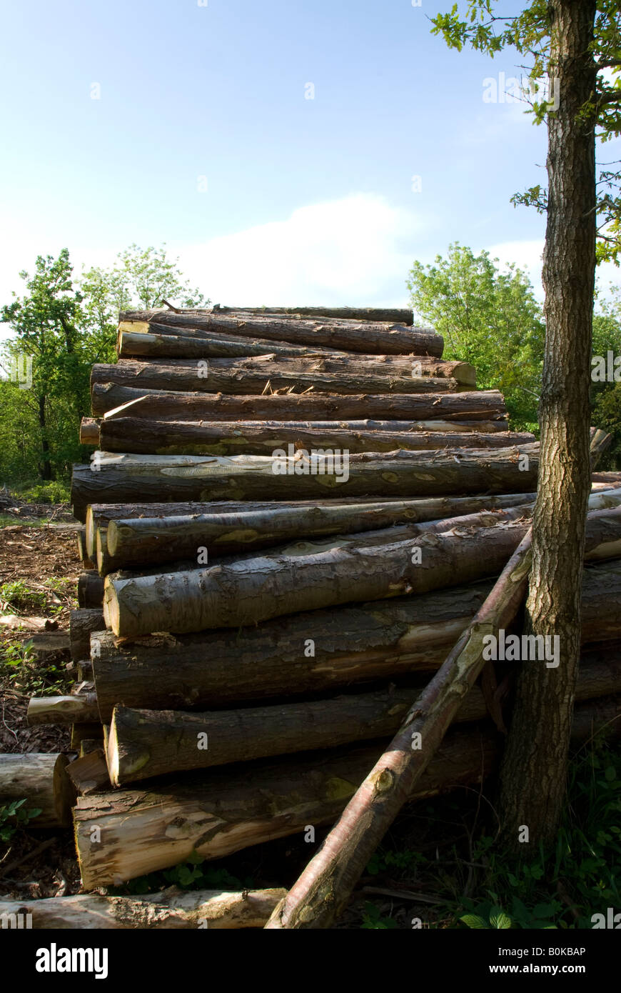 pile of timber Stock Photo
