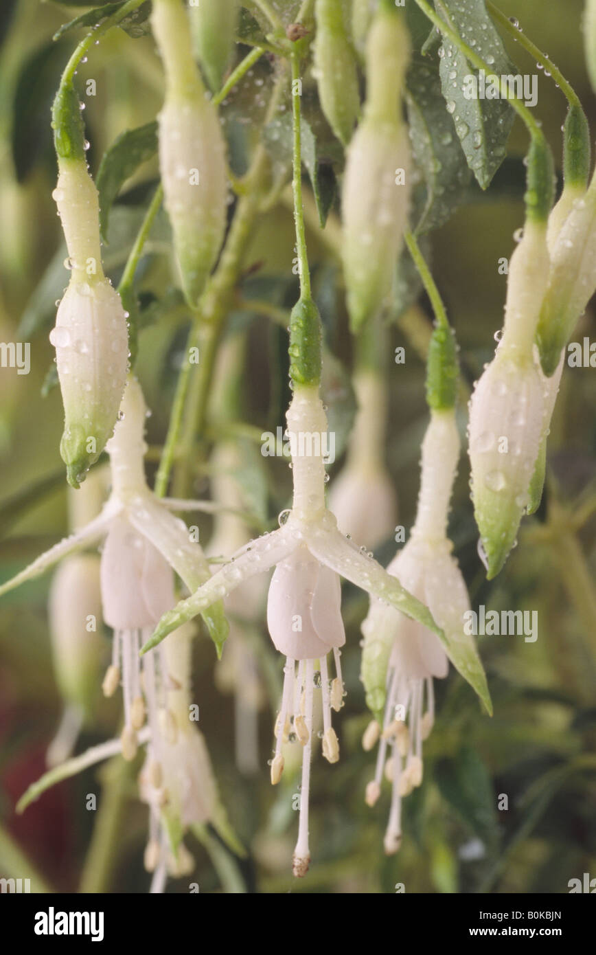 Fuchsia 'Hawkshead' AGM Stock Photo