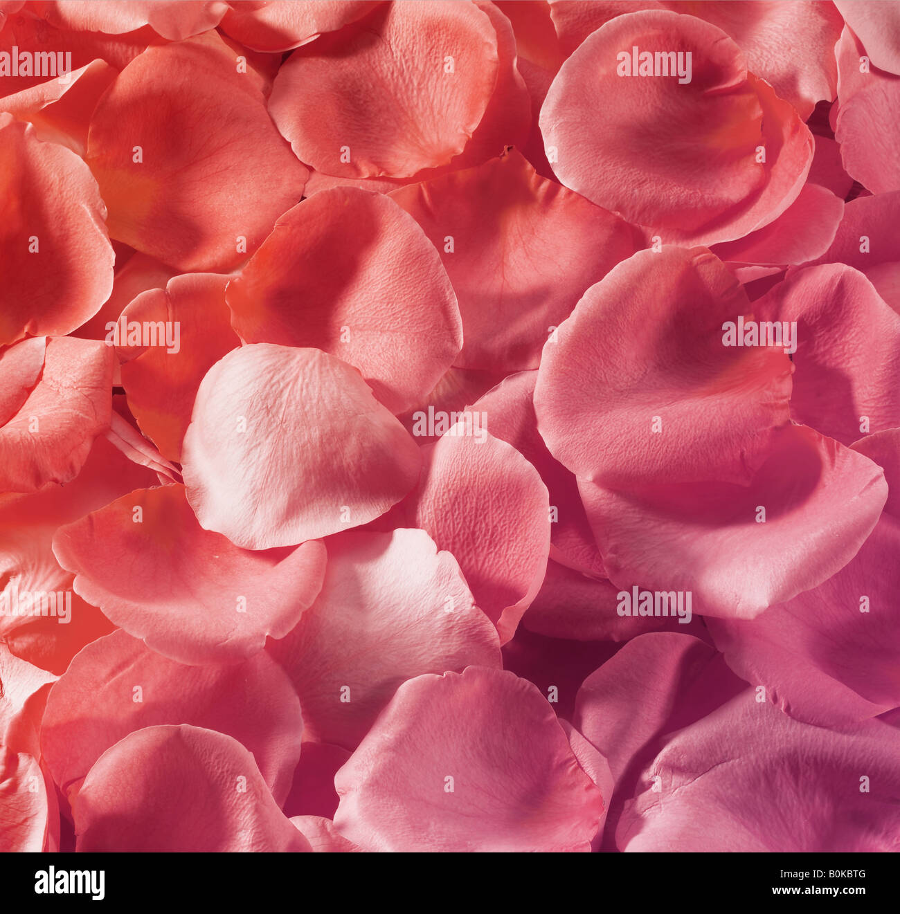 Rose petals hires stock photography and images Alamy