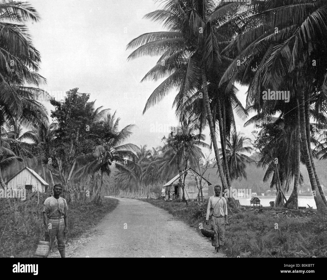 Coconut grove, Port Antonio, Jamaica, c1905.Artist Adolphe Duperly