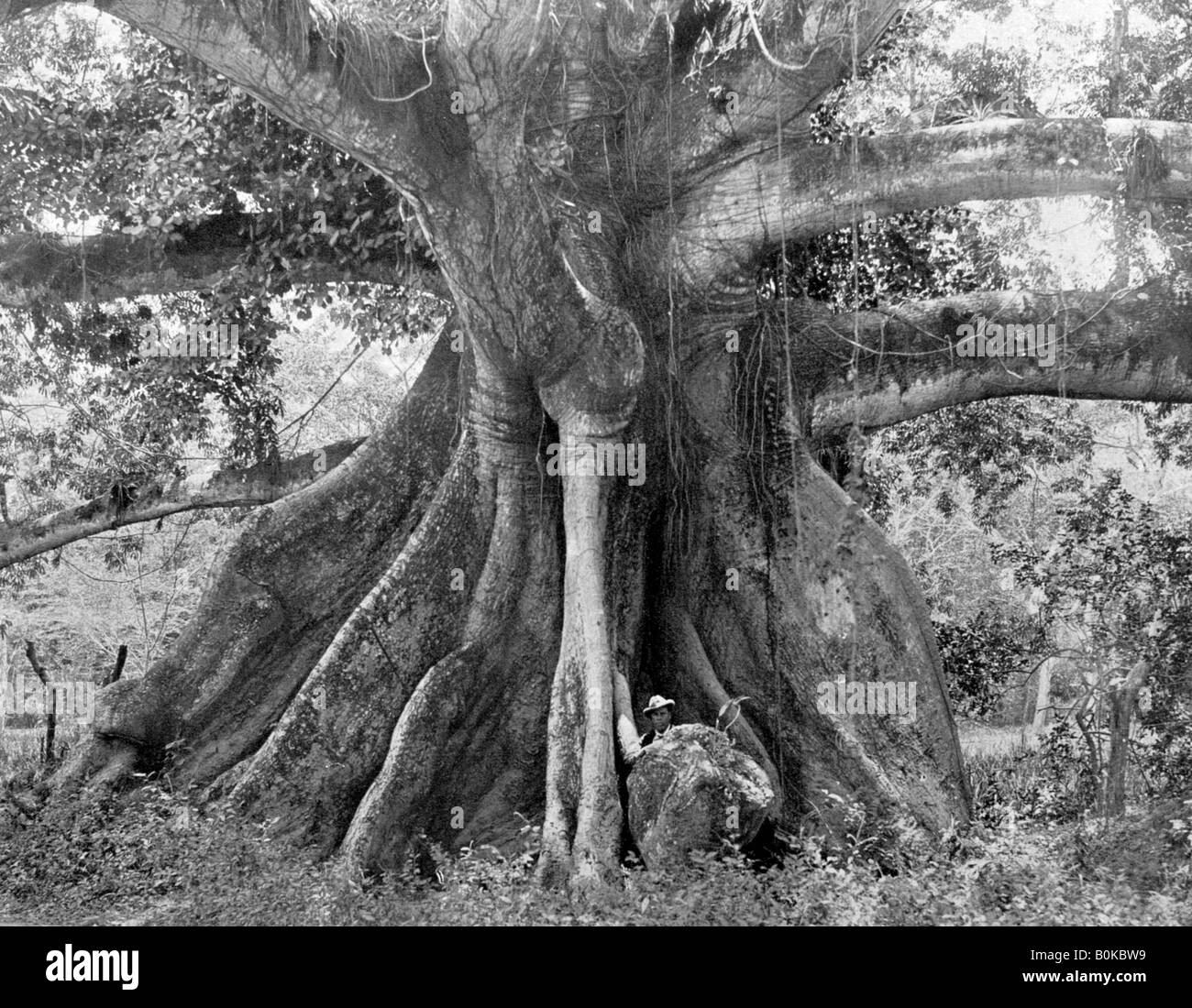 Tom Cringle's Cotton Tree, Spanish Town Road, Jamaica, c1905.Artist: Adolphe Duperly & Son Stock Photo