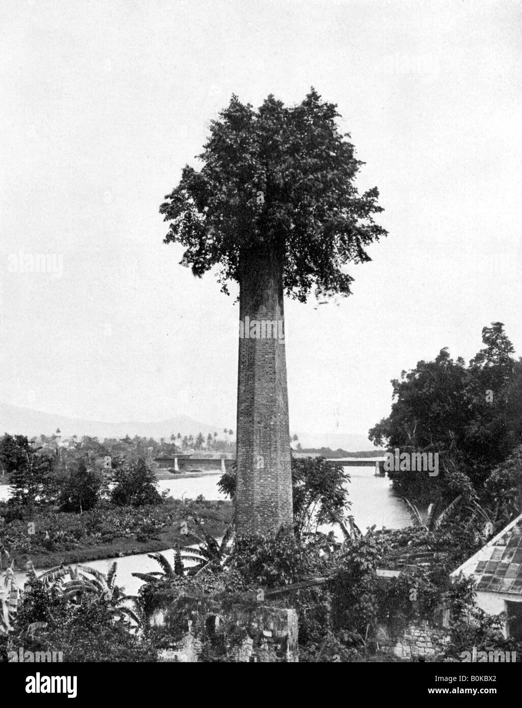 Tree growing out old sugar estate chimney, Jamaica, c1905.Artist: Adolphe Duperly & Son Stock Photo