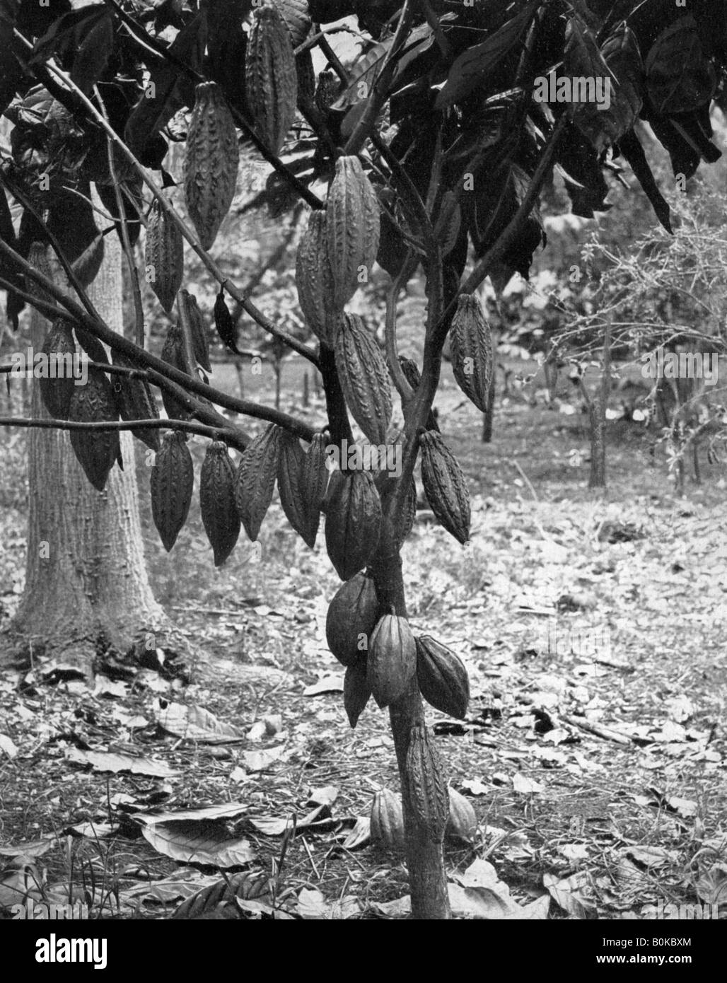 Cocoa tree, Jamaica, c1905.Artist Adolphe Duperly & Son Stock Photo