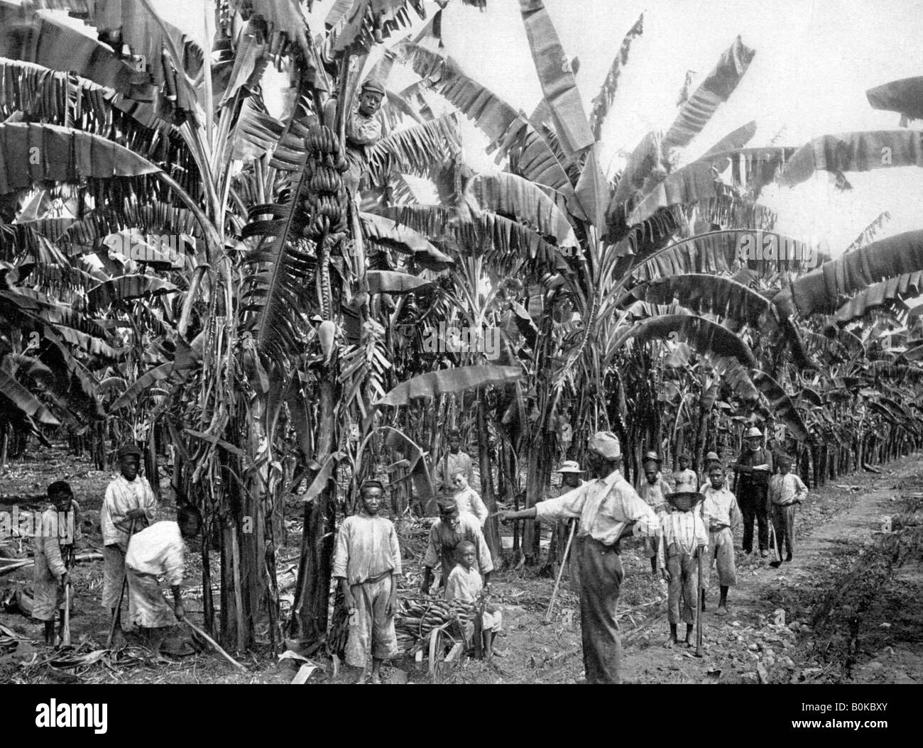Jamaican plantation 1900s hires stock photography and images Alamy