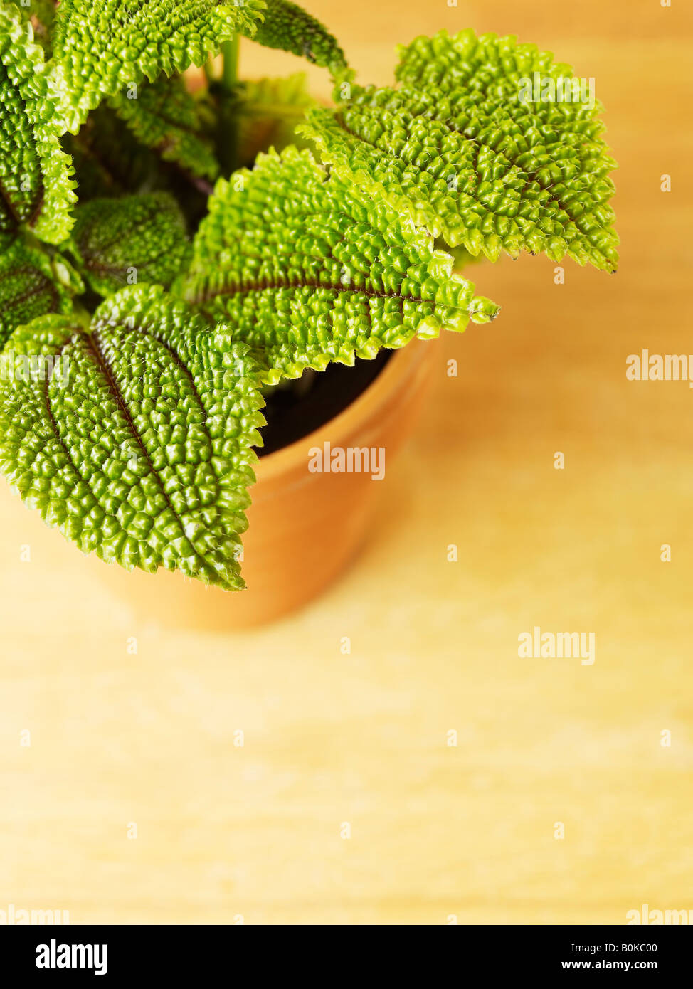 Close-up of Houseplant Stock Photo