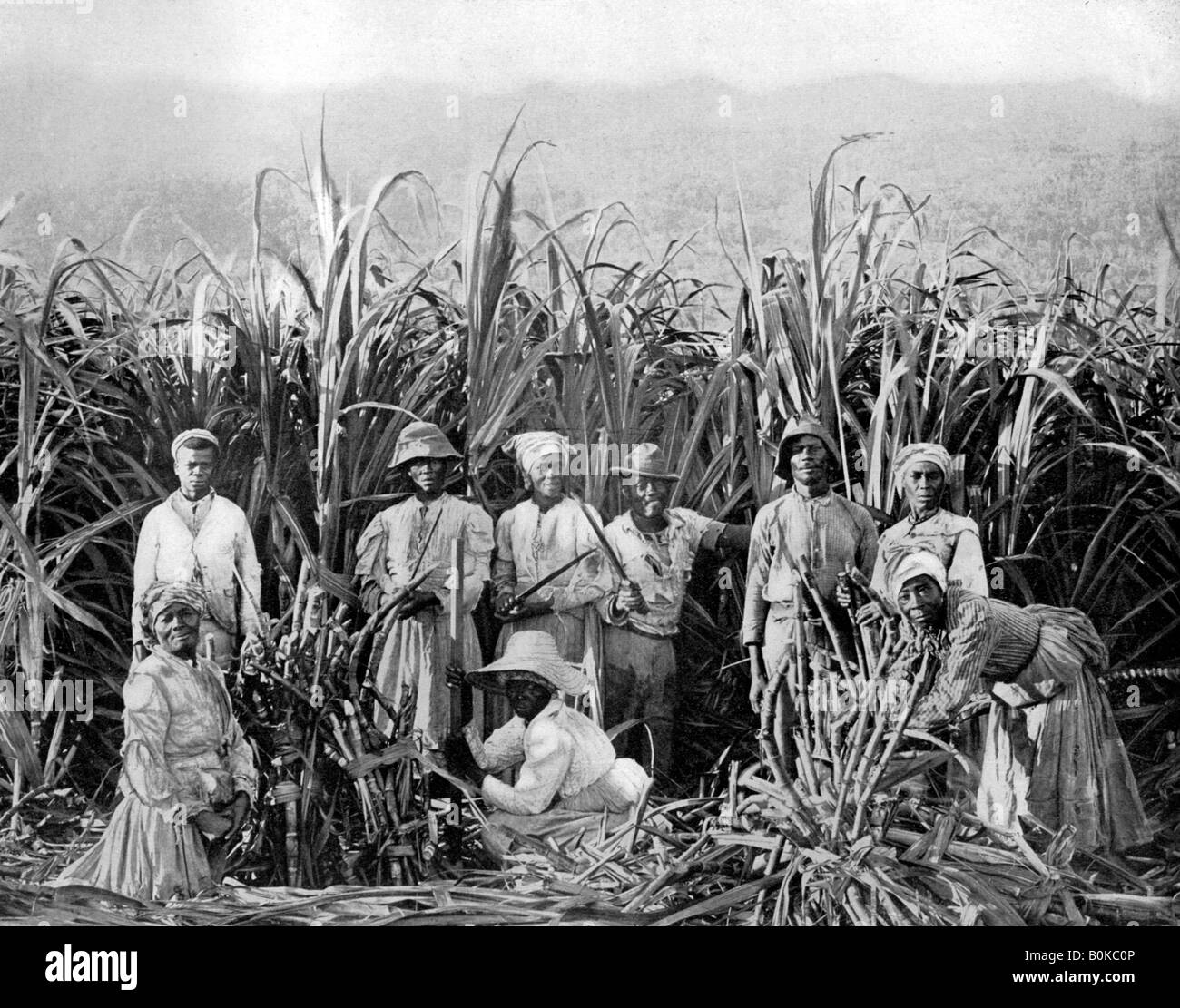 Sugar cane cutters, Jamaica, c1905.Artist: Adolphe Duperly & Son Stock Photo