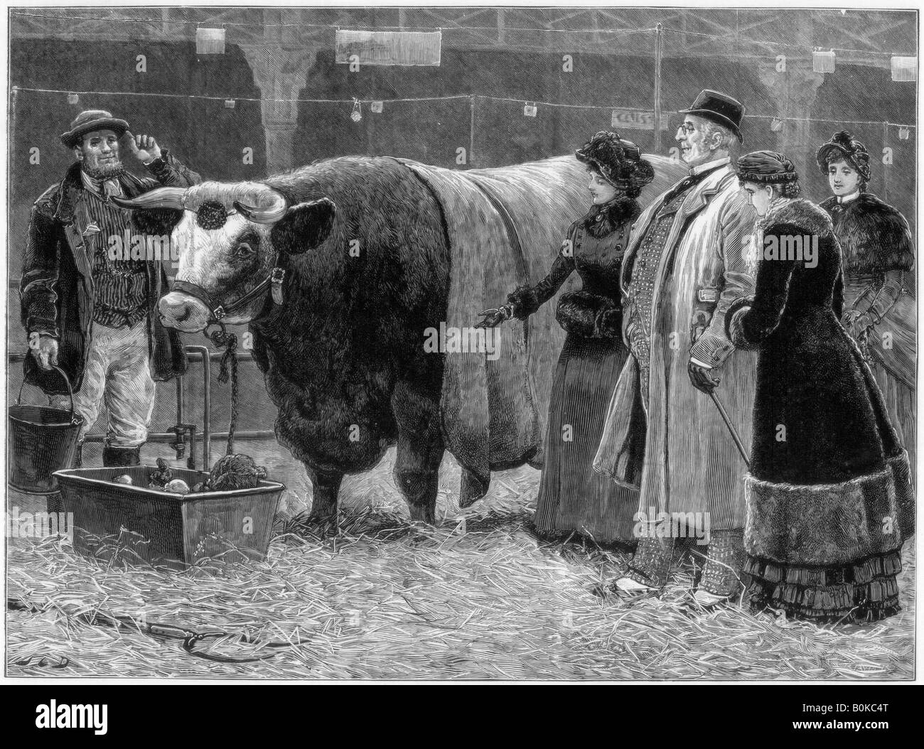 Prize bull, 1883. Artist: Unknown Stock Photo