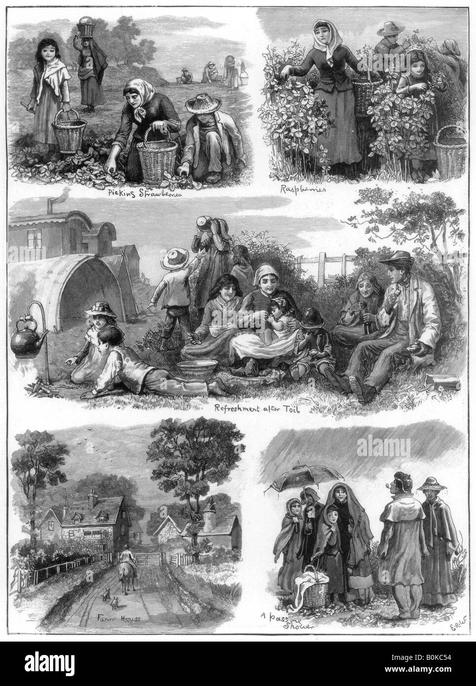 Fruit gatherers, 1899. Artist: Unknown Stock Photo
