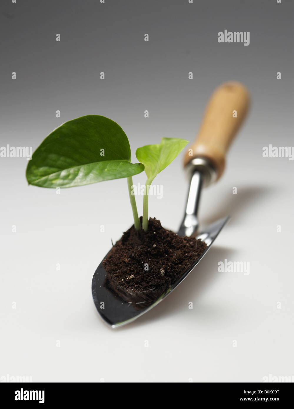 Soil Plant Spade High Resolution Stock Photography and Images - Alamy