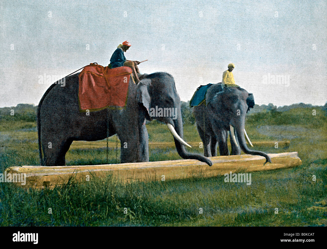 Elephants moving a log, Ceylon, c1890. Artist: Gillot Stock Photo