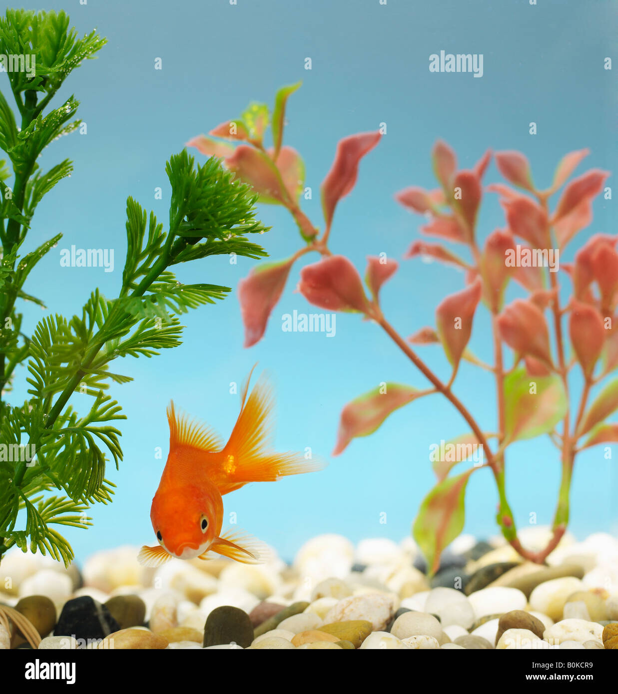 Goldfish in Tank Stock Photo Alamy