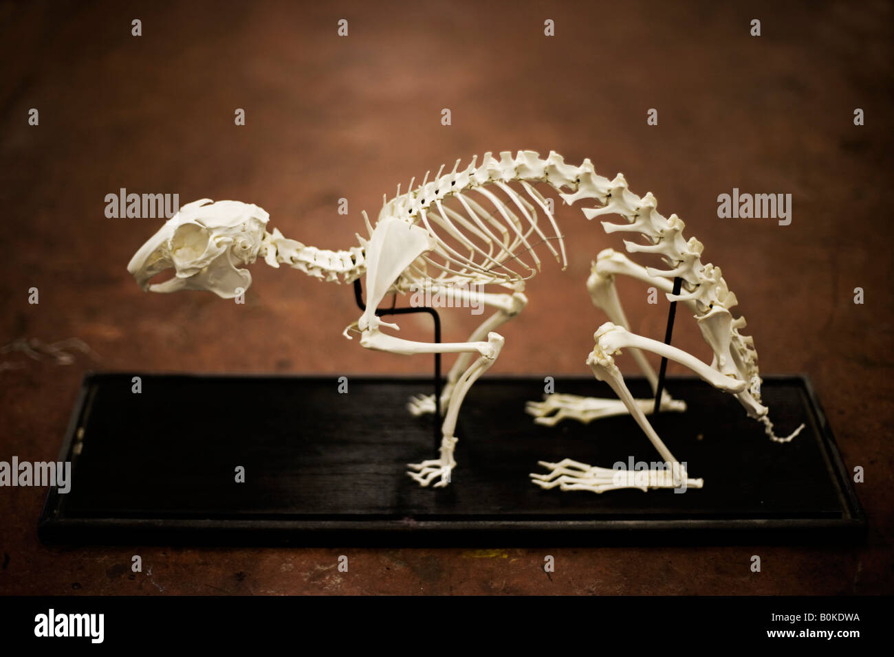 Rabbit skeleton in a school classroom Stock Photo