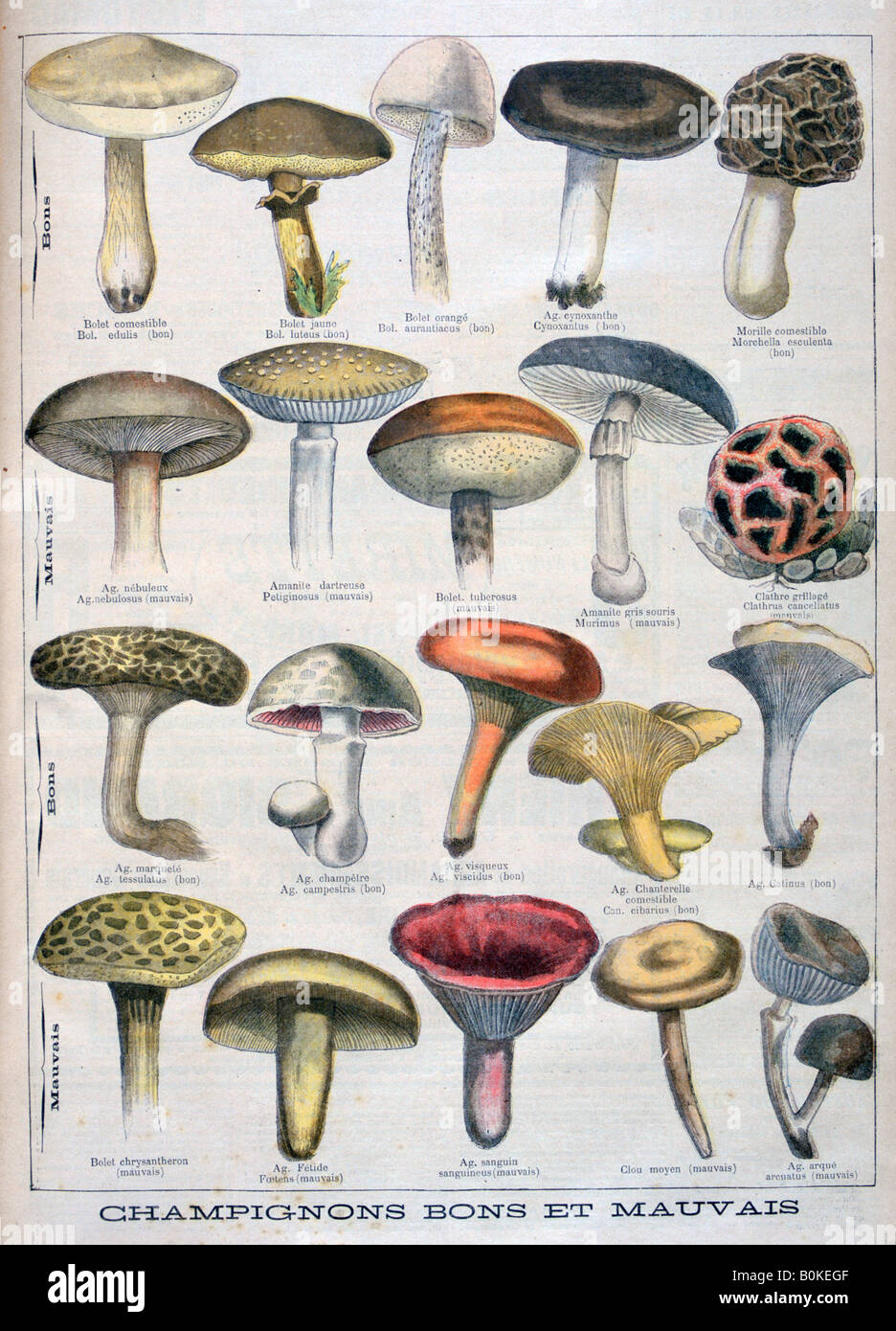 Good and bad mushrooms, 1896. Artist Unknown Stock Photo Alamy