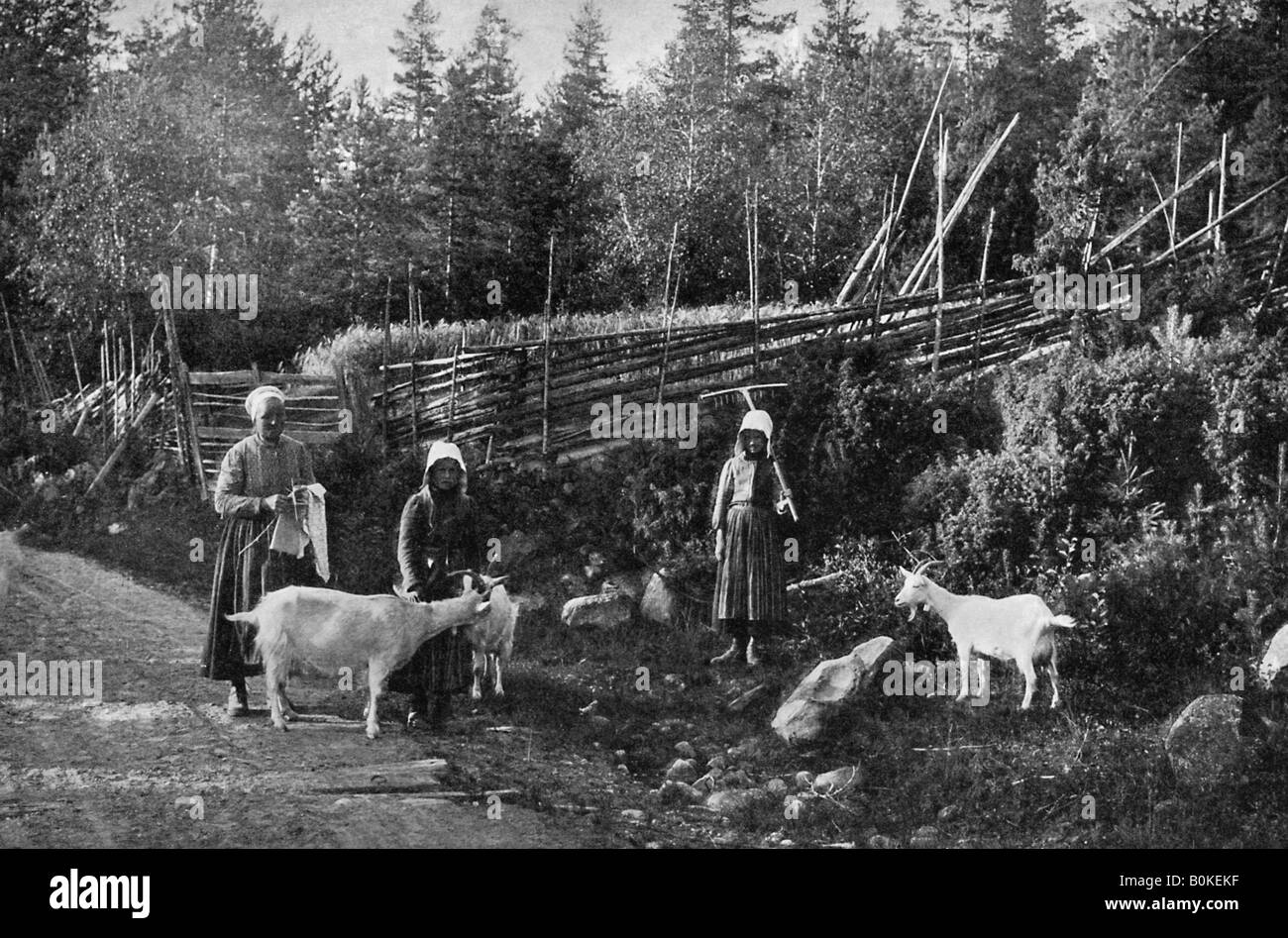 Goat farming in Dalarna, Sweden, 1908-1909.Artist: Wald Zachrisson Stock Photo