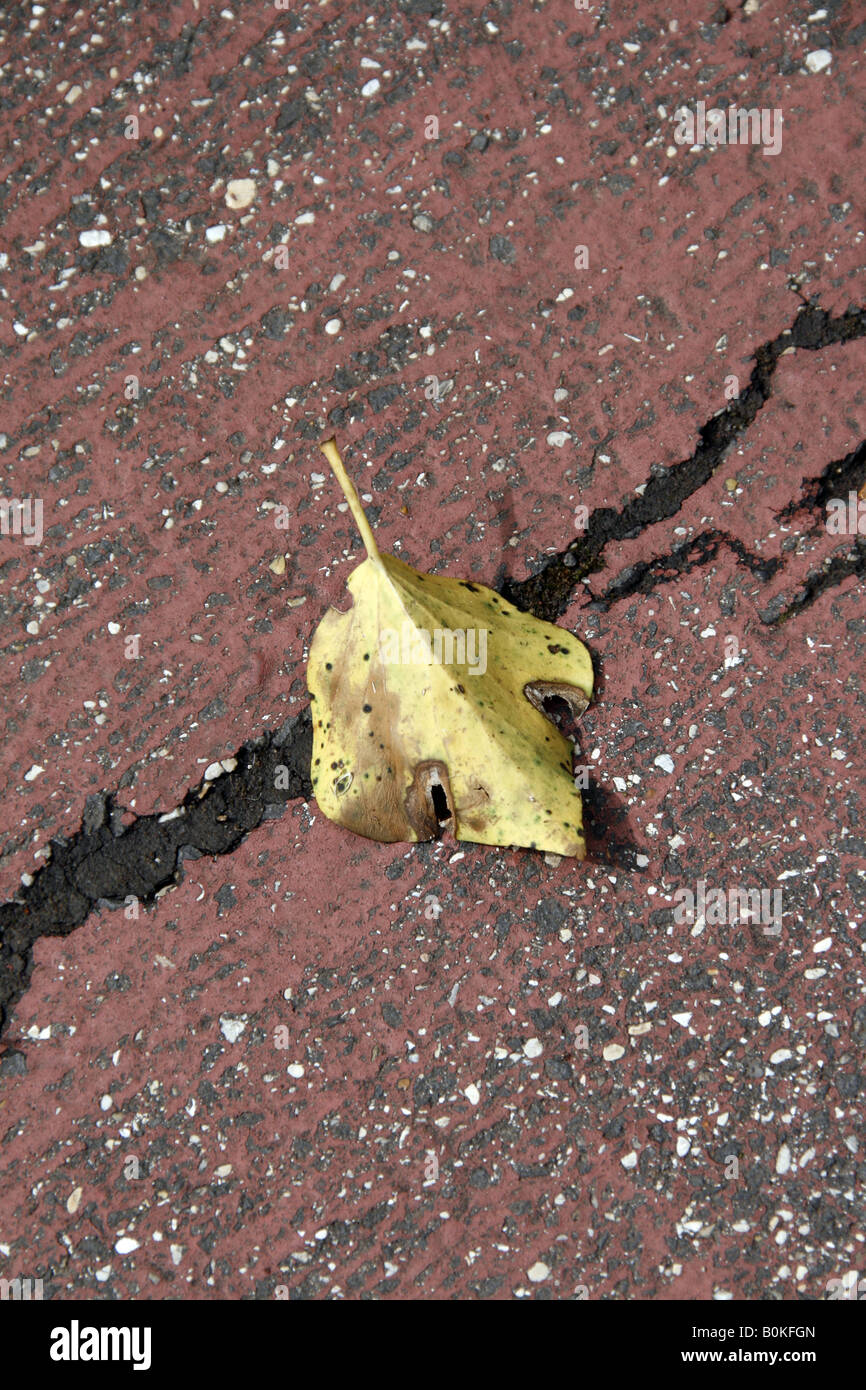 one single fallen leaf on cracked damaged road Stock Photo - Alamy