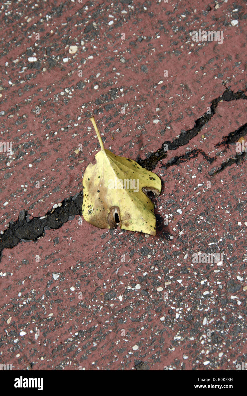 one single fallen leaf on cracked damaged road Stock Photo - Alamy