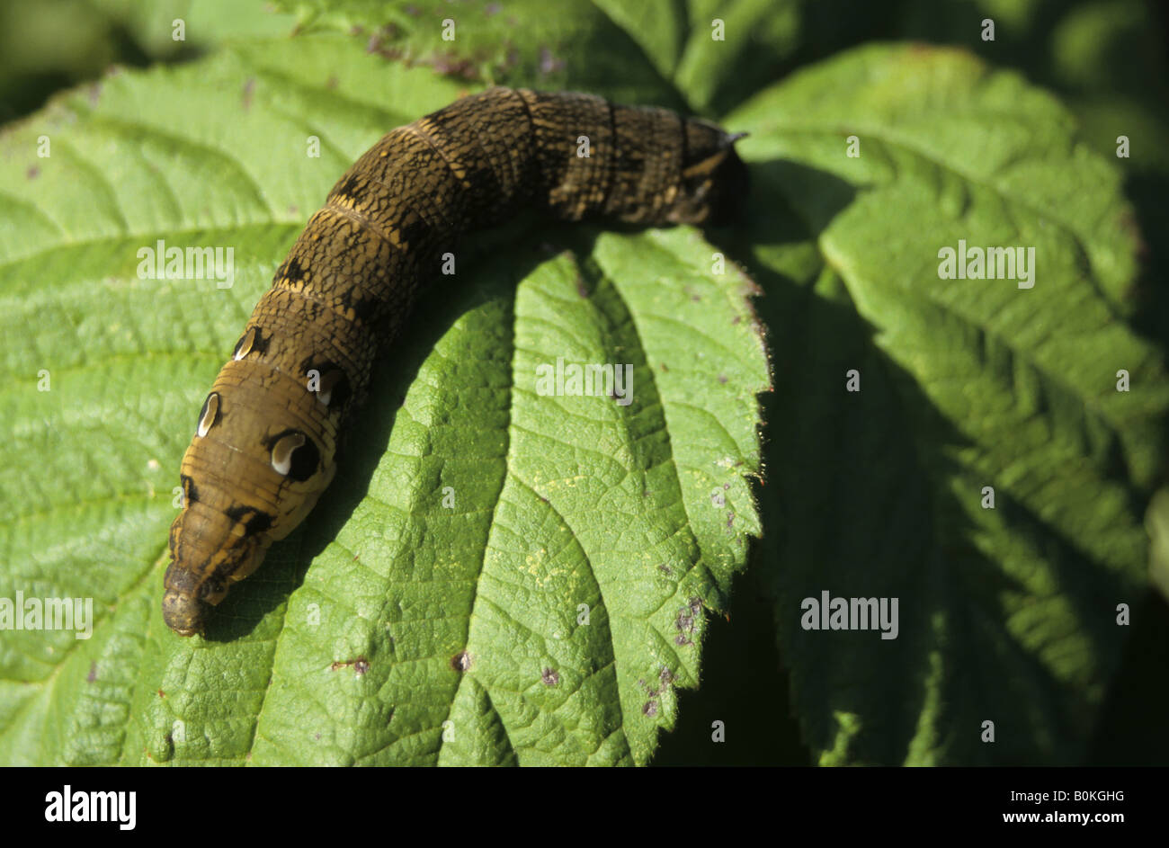 Elephant Hawk Moth Caterpillar Stock Photo Alamy