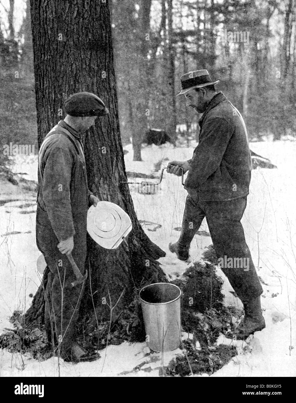 Tapping for maple syrup, Canada, 1936.Artist Canadian Government Stock Photo Alamy