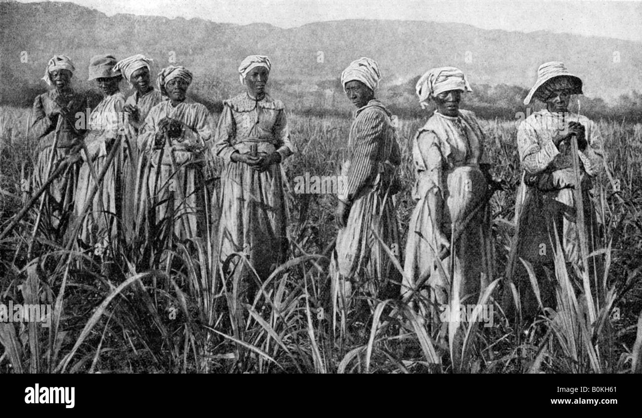 Women tending young sugar canes in Jamaica, 1922. Artist: Unknown Stock Photo