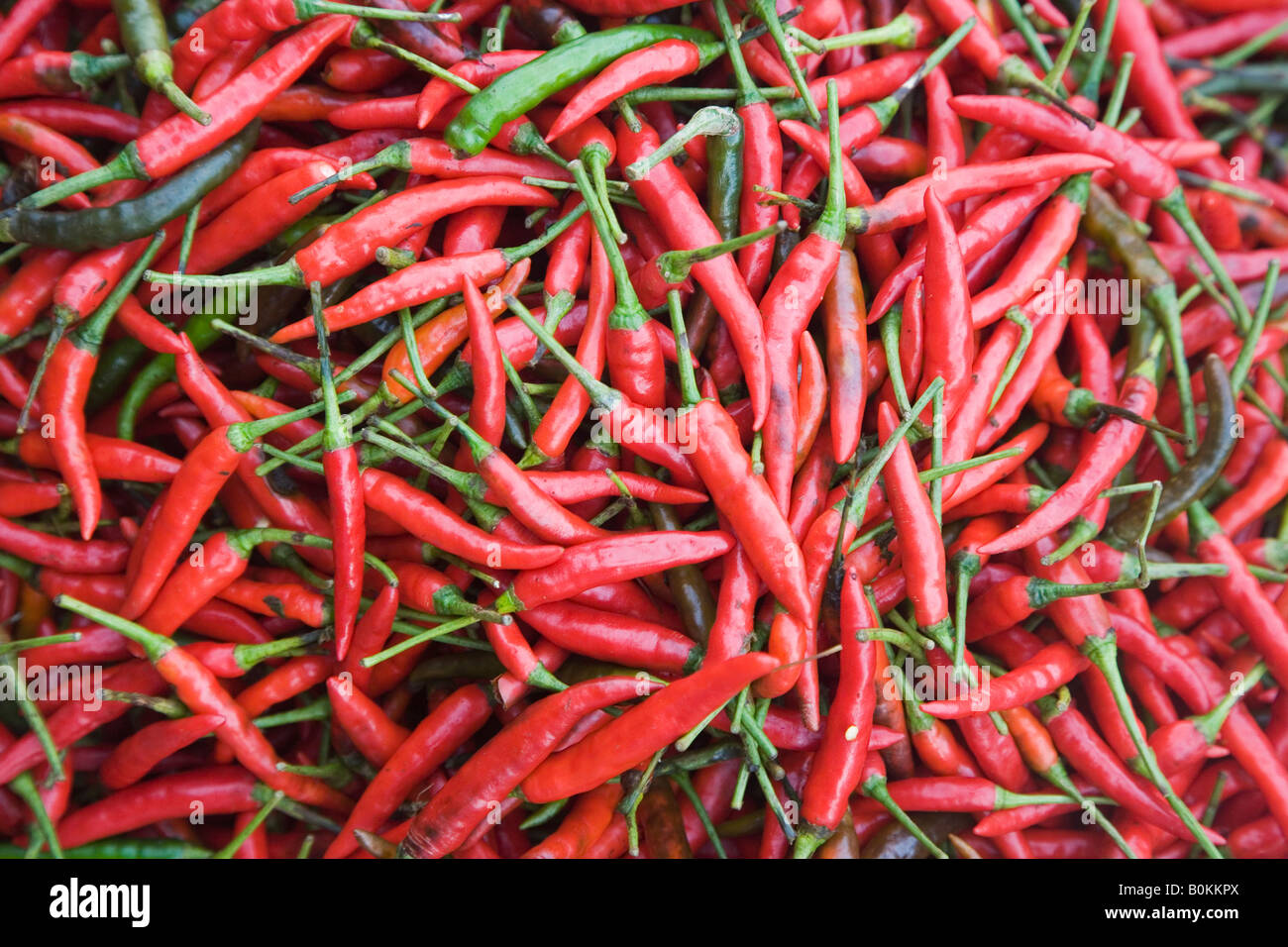Red chilli's Stock Photo