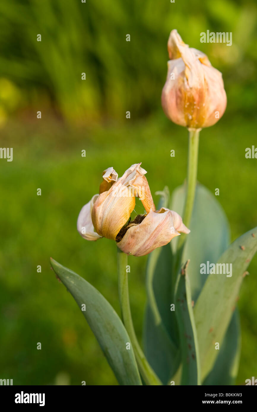 Dead Tulips Flower Stock Photos & Dead Tulips Flower Stock Images Alamy