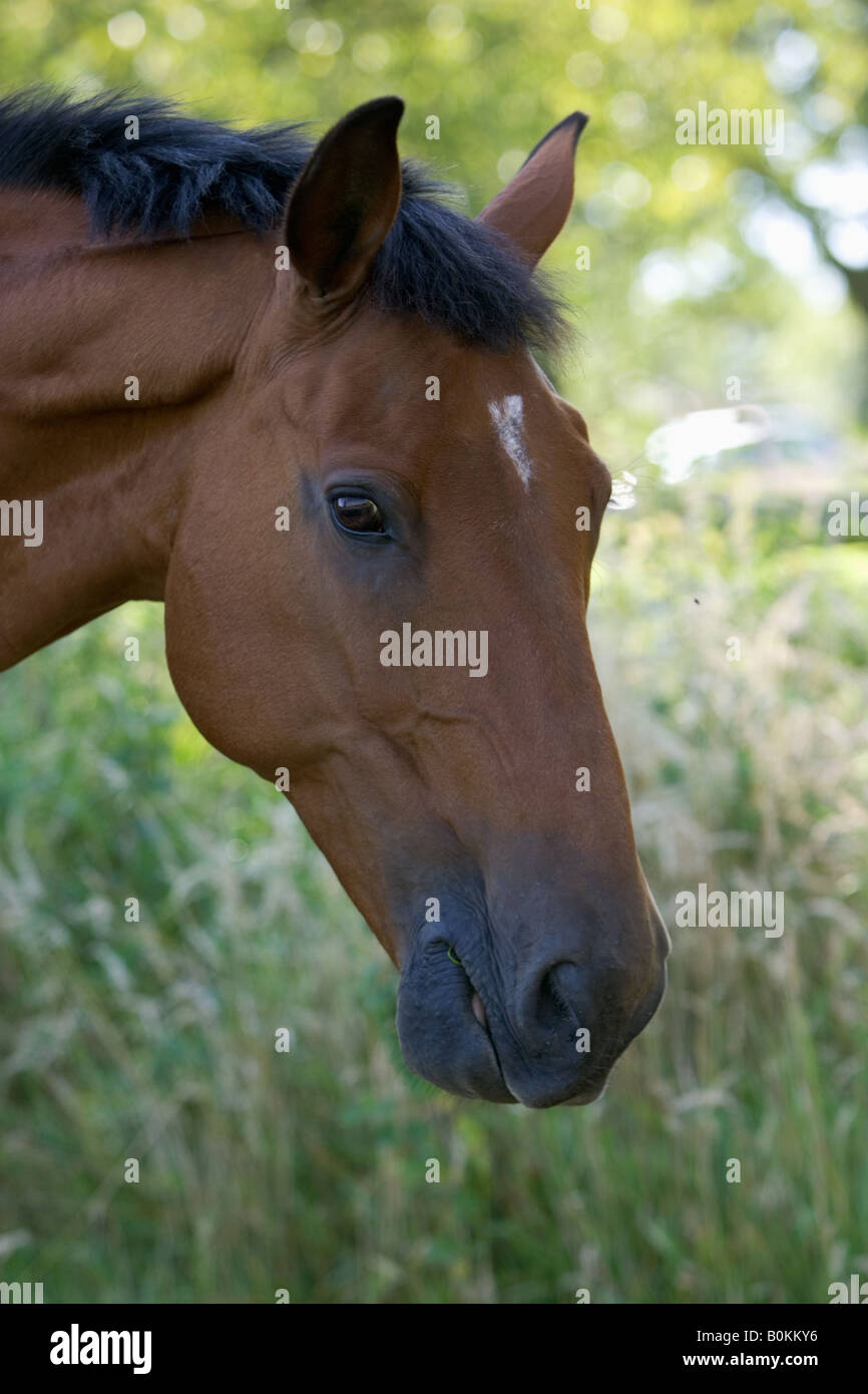 Bay horse Oxfordshire England United Kingdom Stock Photo