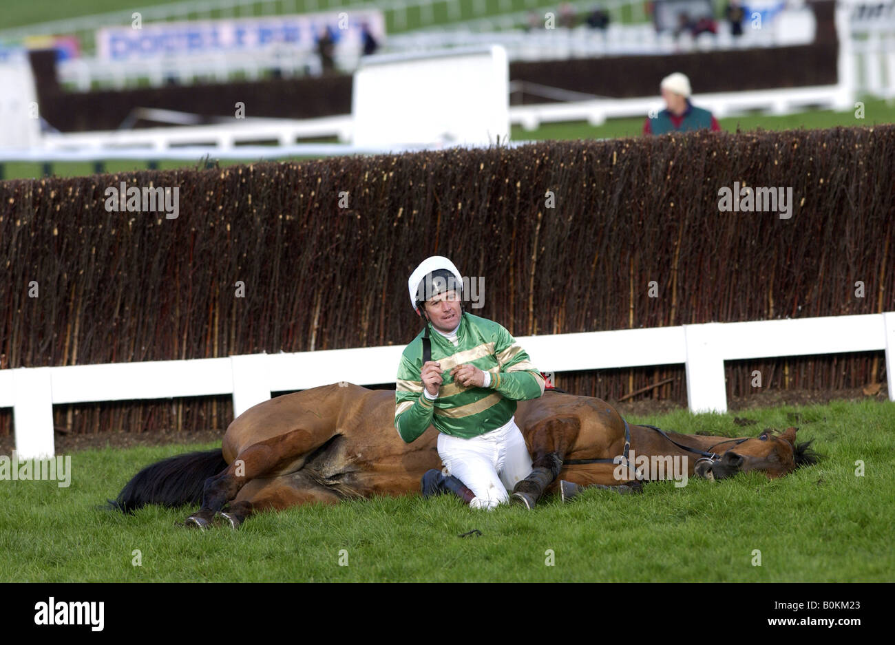 Jockey sits with dead racehorse after a fall on Cheltenham race track England United Kingdom Stock Photo