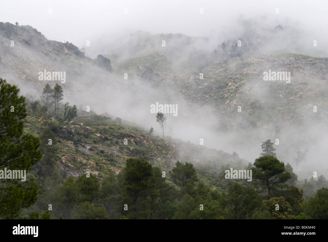 Niebla matinal sobre los pinos. Sierra de Cazorla Stock Photo