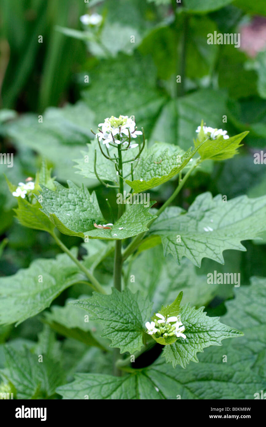 JACK BY THE HEDGE OR GARLIC MUSTARD ALLIARIA PETIOLATA Stock Photo Alamy