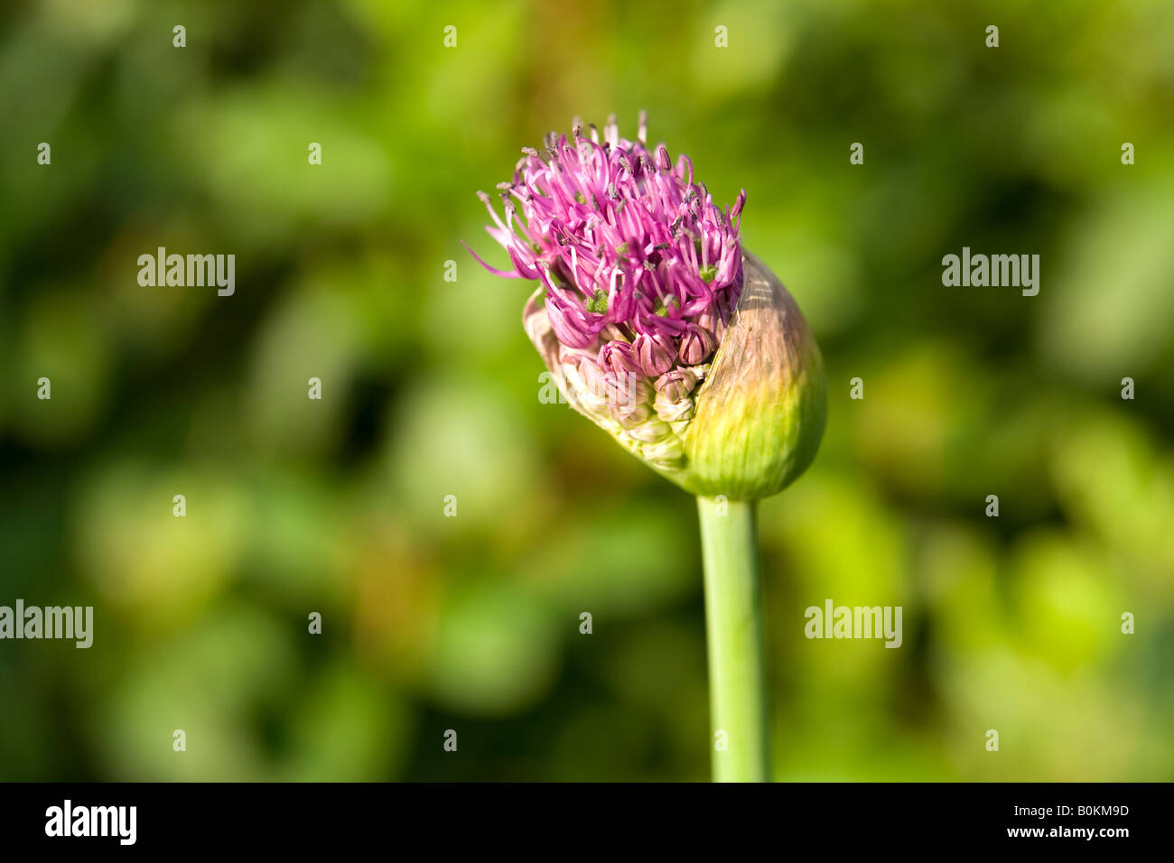 Allium Purple Sensation bud, UK. Stock Photo