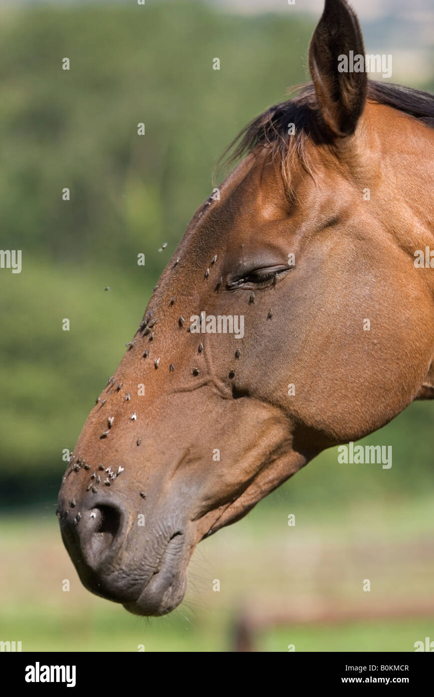 Flies on a horse s face Oxfordshire England United Kingdom Stock Photo