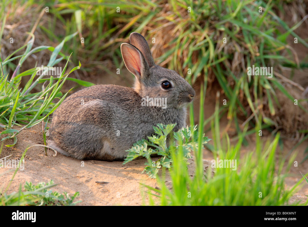 Young rabbit Oryctolagus cuniculus sitting in evening light Potton ...