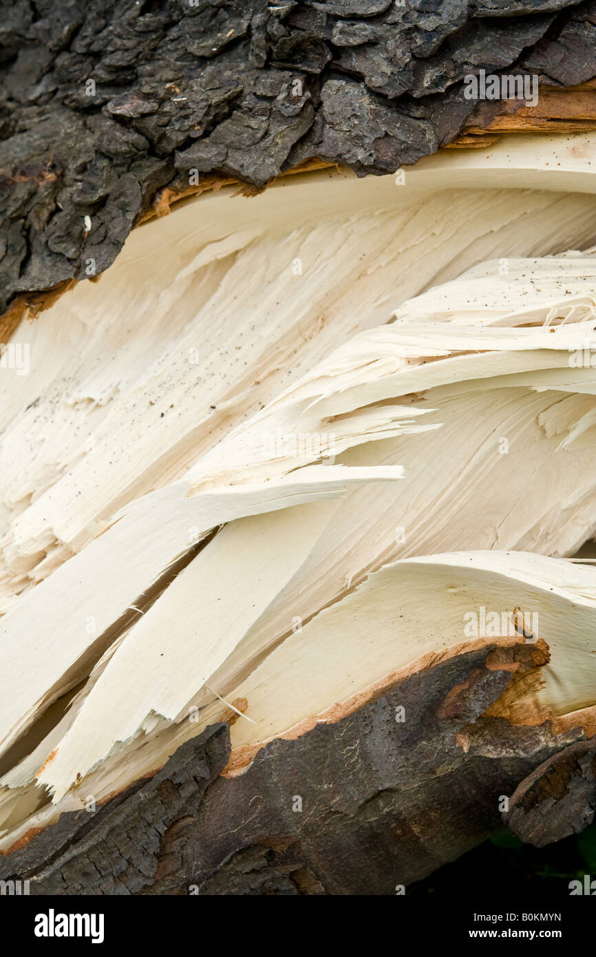 A closeup of a tree where the bark has been torn off showing the white wood underneath, UK