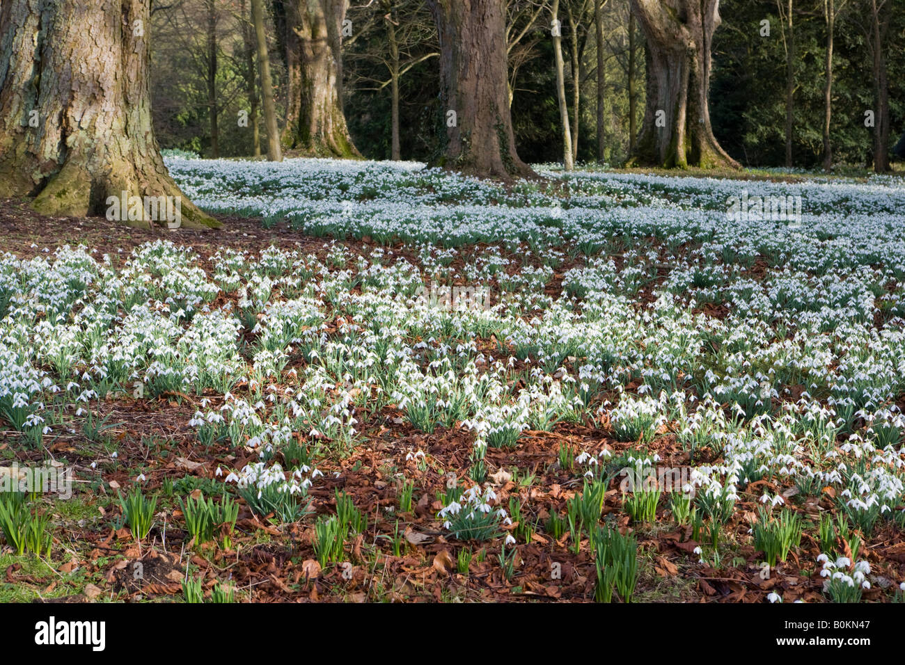 Carpets of snowdrops at Colesbourne Park, Gloucestershire UK Stock