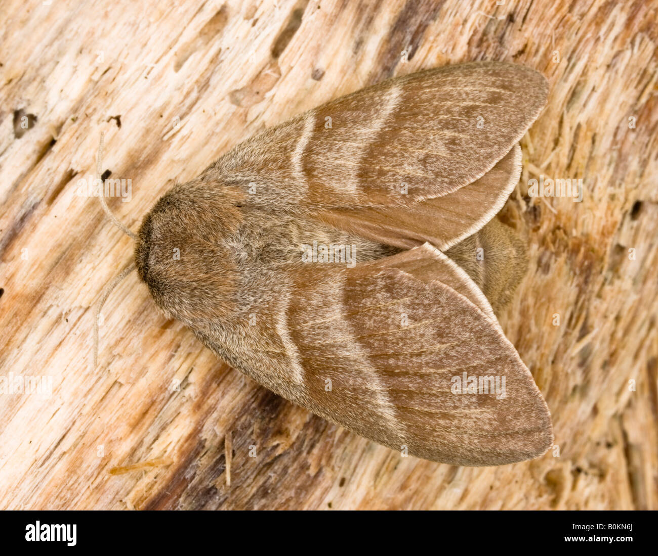 Fox Moth Macrothylacia rubi resting on a piece of wood Stock Photo
