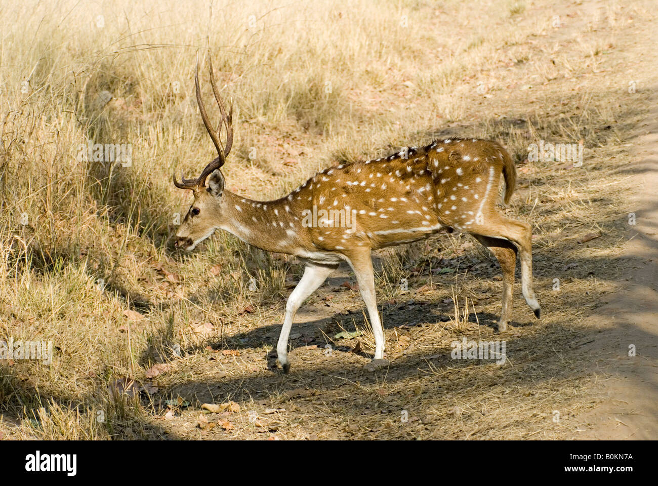 Chittal or Spotted Deer crossing mud road in Bandhavgarh Tiger Reserve ...