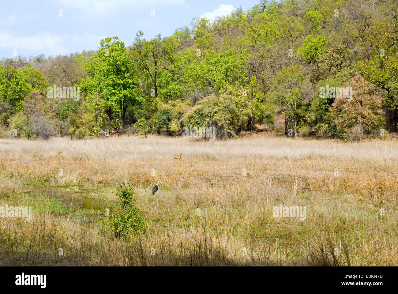 Sal forest and grassland in Bandhavgarh Tiger Reserve Stock Photo