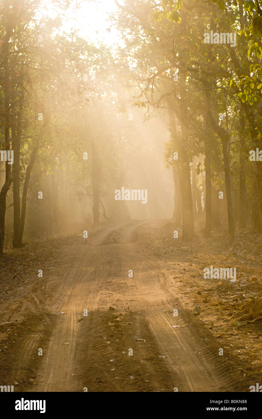 Dusty forest road Bandhavgarh Tiger Reserve early morning Stock Photo