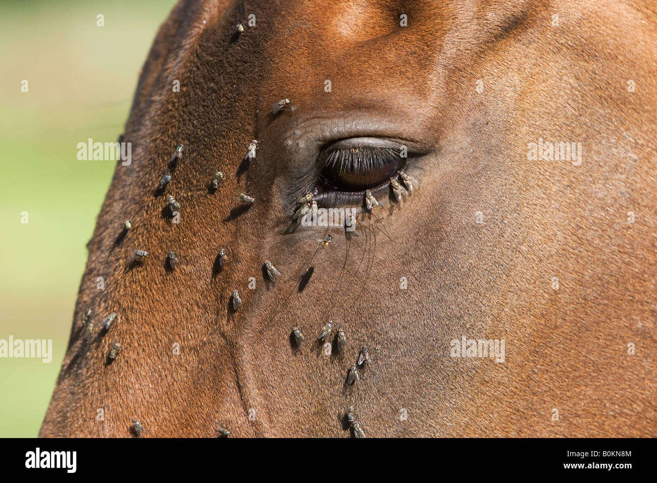 Swarm of flies hires stock photography and images Alamy
