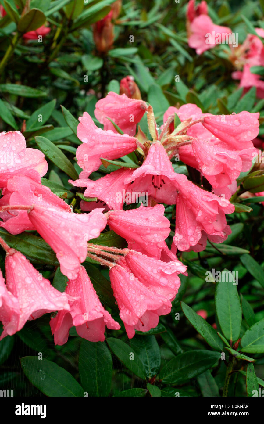 RHODODENDRON WINSOME AGM Stock Photo