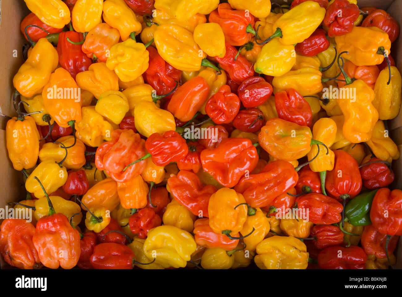 UK england peppers habanero Stock Photo Alamy