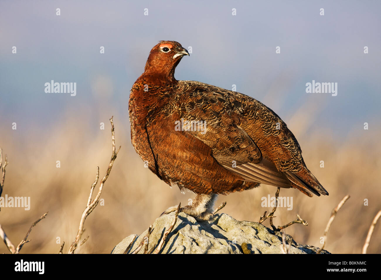 male Red Grouse in breeding plumage standing on a rock. Stock Photo