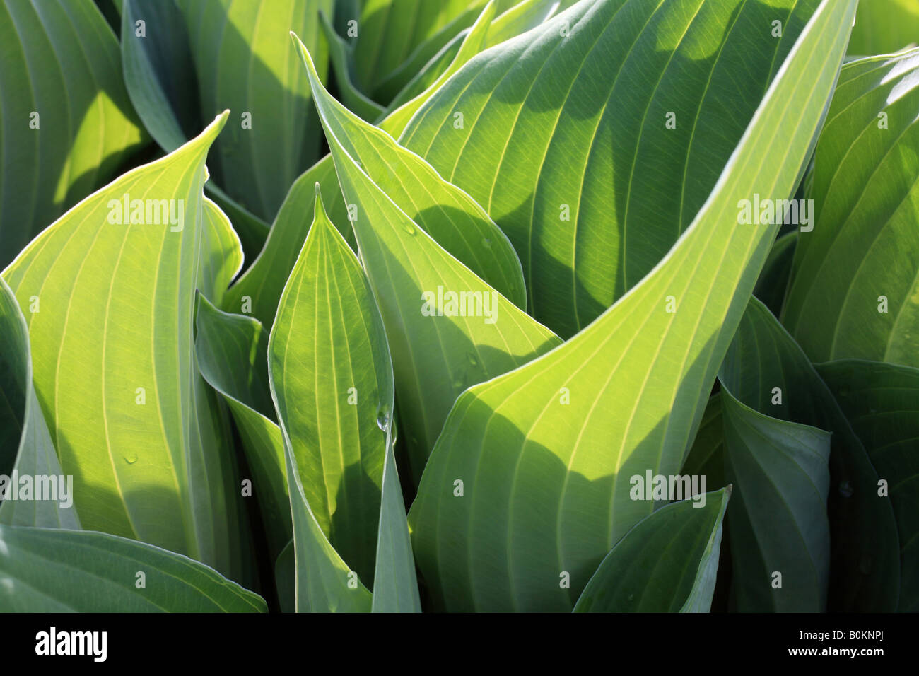 Hosta leaves 'Plantain lily' close up, green leaves with distinct veins. Stock Photo