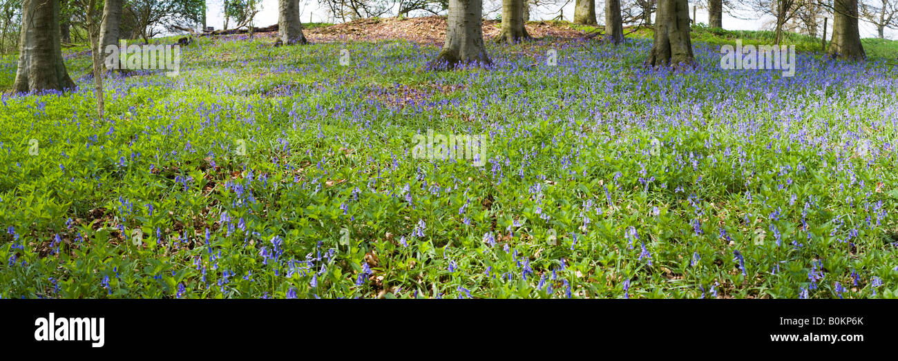Bluebells in springtime in a Cotswold beechwood - Crickley Hill Country Park, Gloucestershire UK Stock Photo