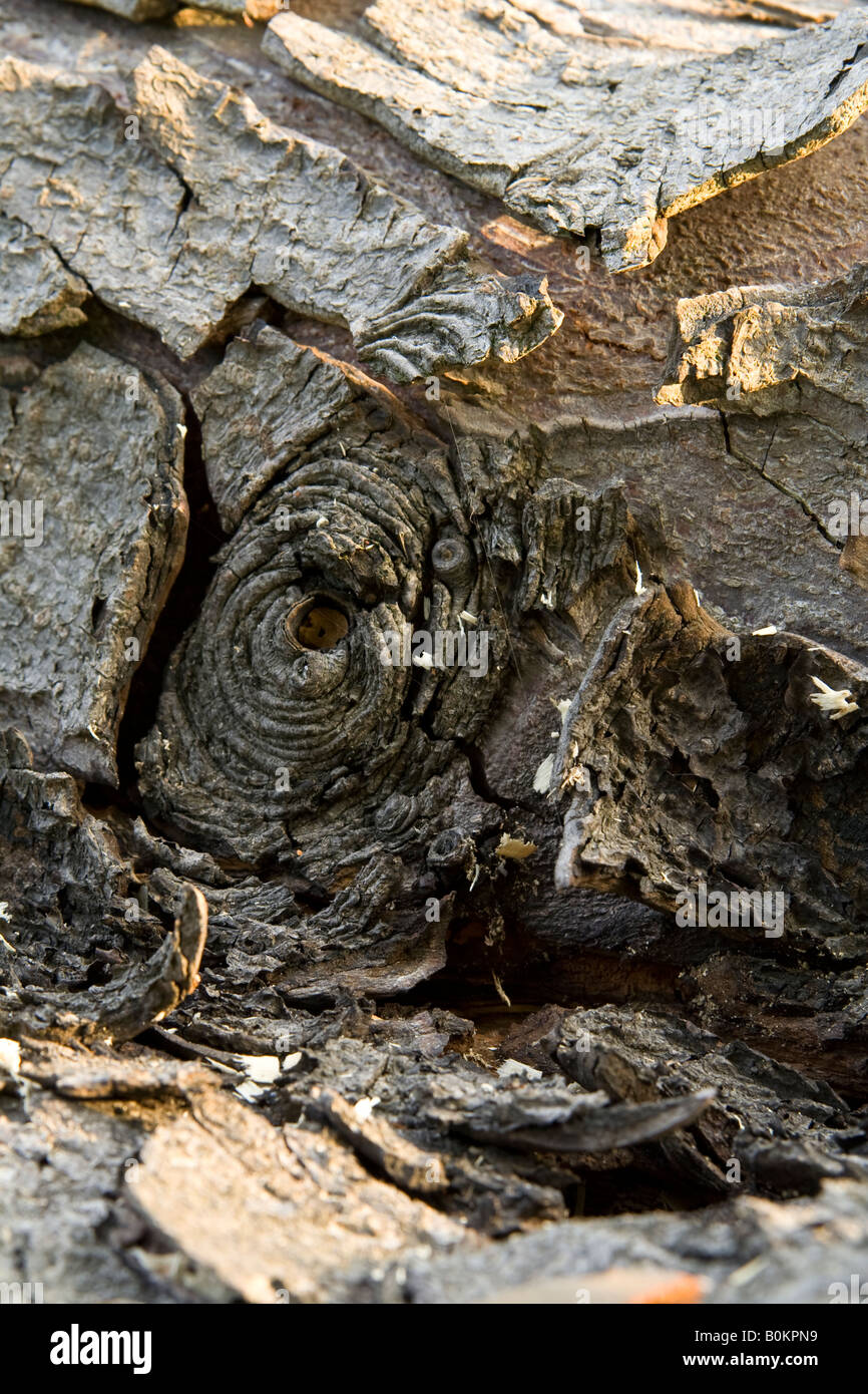 Horse chestnut tree ^bark (Aesculus hippocastranum), UK. Stock Photo