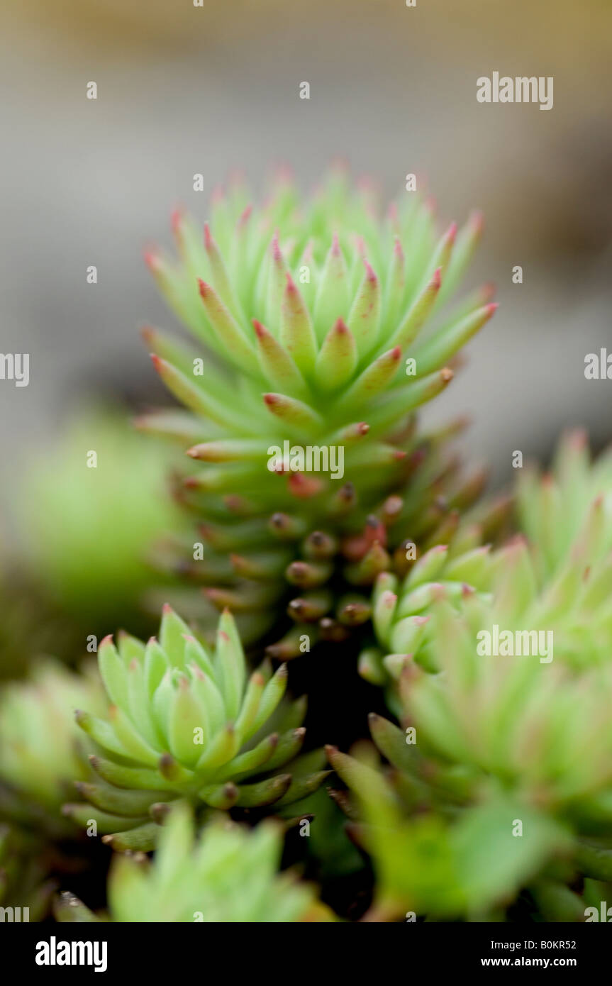 Sedum anglicum also know as English Stonecrop Stock Photo