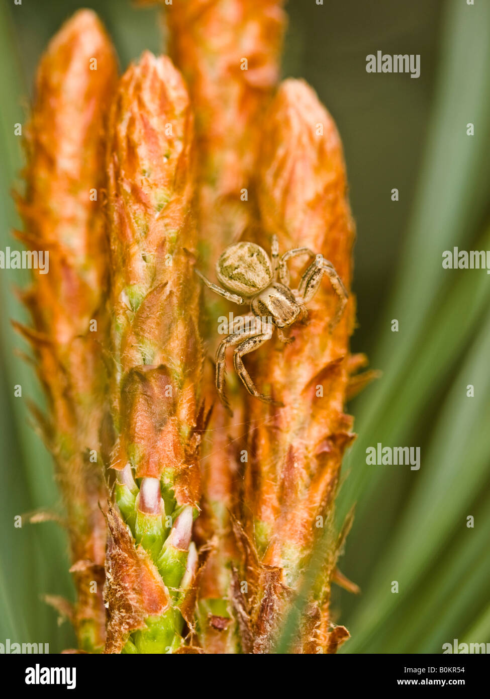 Crab Spider Xysticus cristatus Thomisidae on conifer Stock Photo Alamy