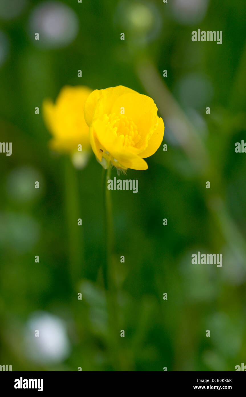 Buttercup opening in early morning Stock Photo