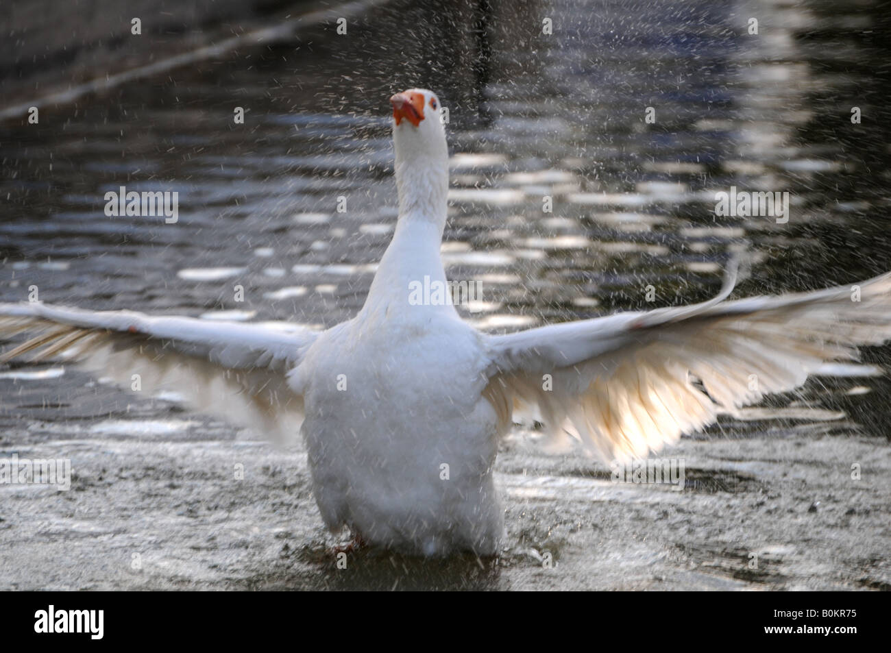Duck flapping his wings Stock Photo